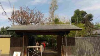 至誠會 櫻花下茶筅供養茶會 於 茶道會館 令和七年四月六日